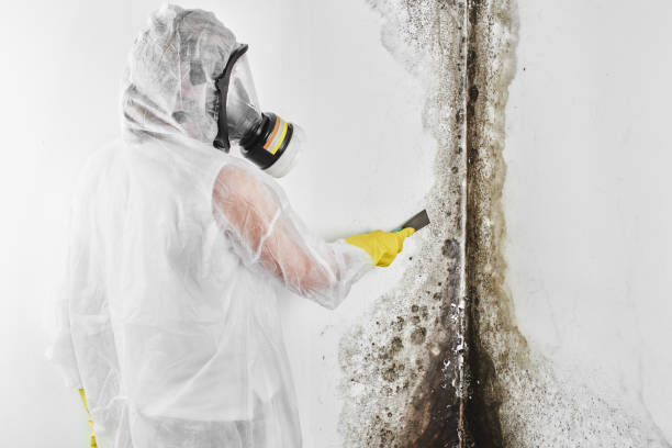 Best Mold Testing  in Ucon, ID