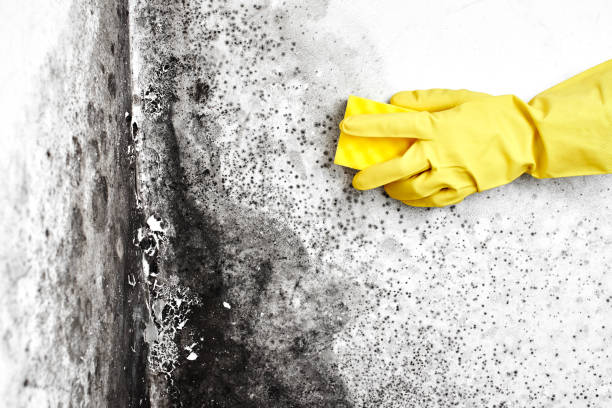 Best Mold Cleaning Services  in Ucon, ID