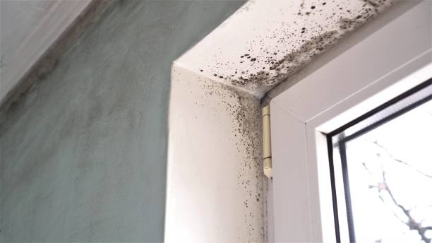 Office Mold Removal Services in Ucon, ID