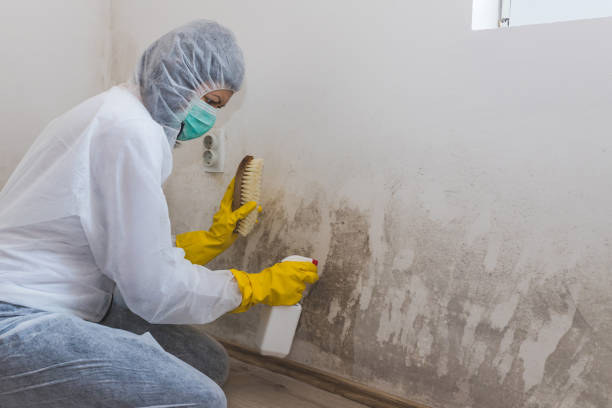 Best Crawl Space Mold Removal  in Ucon, ID