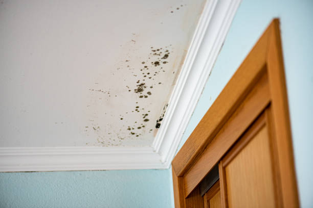 Best Toxic Mold Removal  in Ucon, ID