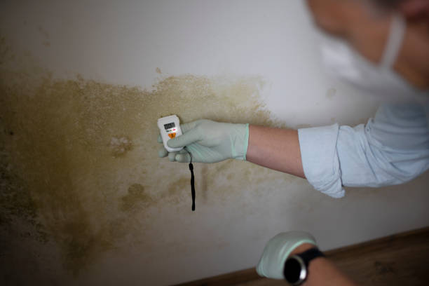 Best Mold Damage Repair  in Ucon, ID