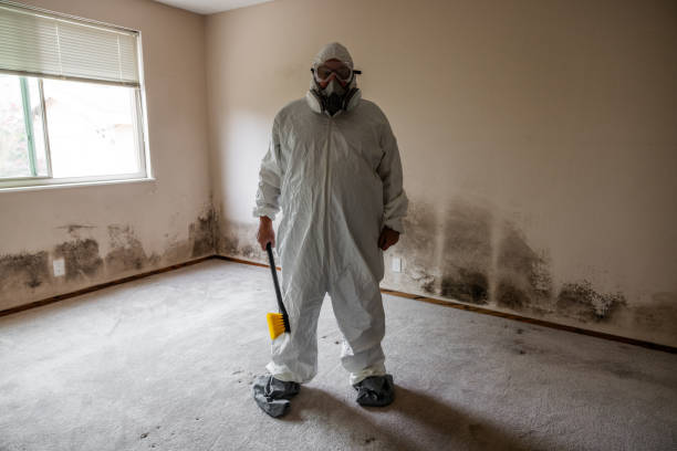 Best Attic Mold Removal  in Ucon, ID