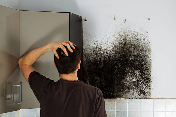 Best Professional Mold Removal  in Ucon, ID