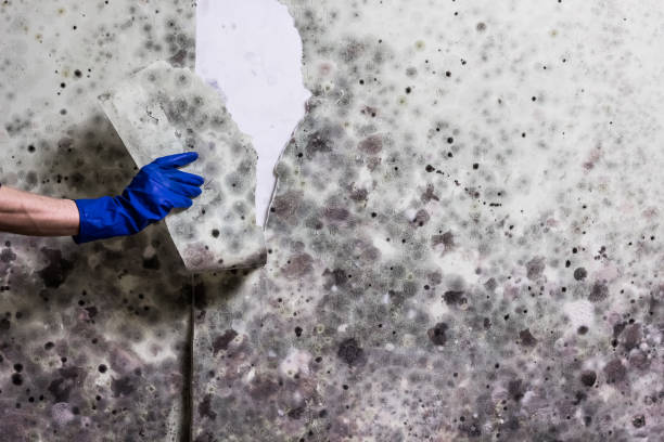 Best Same-Day Mold Removal  in Ucon, ID