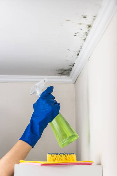 Best Best Mold Removal Companies  in Ucon, ID